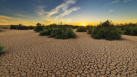 Глава ФАО поделился мерами борьбы с климатическим кризисом